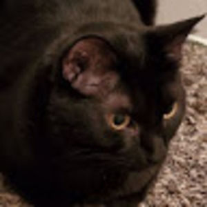 Meet your Posher, Kara